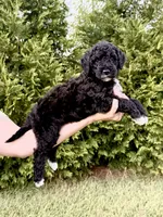 Slinky, a male Goldendoodle and Poodle - Standard  for sale in Ambrose, GA – 9 of 10