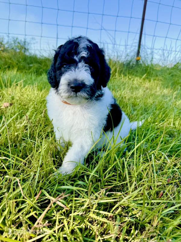 Woody – Goldendoodle, Poodle - Standard  puppy for sale in Ambrose, GA