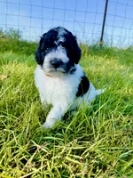 Woody, a male Goldendoodle and Poodle - Standard  for sale in Ambrose, GA – 1 of 8