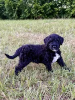 Slinky, a male Goldendoodle and Poodle - Standard  for sale in Ambrose, GA – 4 of 10