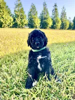 Rex, a male Goldendoodle and Poodle - Standard  for sale in Ambrose, GA – 2 of 6