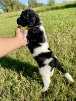 Blaze, a female Goldendoodle and Poodle - Standard  for sale in Ambrose, GA – 3 of 9