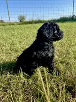 Bullseye , a male Goldendoodle and Poodle - Standard  for sale in Ambrose, GA – 4 of 10