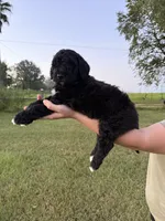 Rex, a male Goldendoodle and Poodle - Standard  for sale in Ambrose, GA – 5 of 6