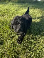 Bullseye , a male Goldendoodle and Poodle - Standard  for sale in Ambrose, GA – 5 of 10