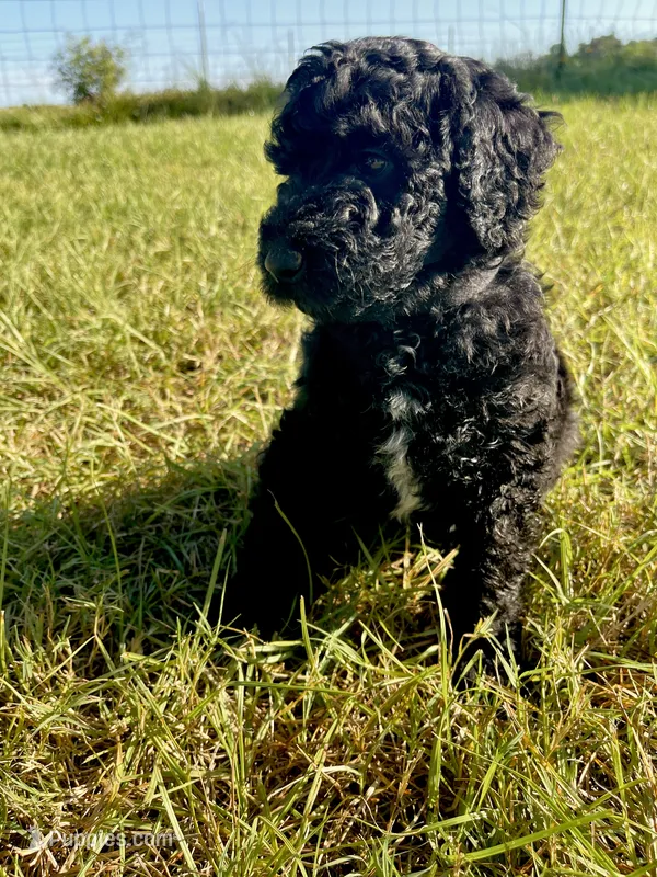 Bullseye  – Goldendoodle, Poodle - Standard  puppy for sale in Ambrose, GA