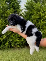 Blaze, a female Goldendoodle and Poodle - Standard  for sale in Ambrose, GA – 6 of 9