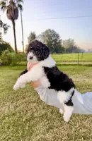 Bonnie, a female Goldendoodle and Poodle - Standard  for sale in Ambrose, GA – 3 of 9