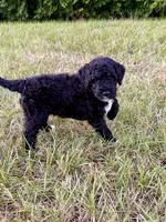 Slinky, a male Goldendoodle and Poodle - Standard  for sale in Ambrose, GA – 8 of 10
