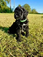 Rex, a male Goldendoodle and Poodle - Standard  for sale in Ambrose, GA – 3 of 6