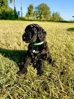 Rex, a male Goldendoodle and Poodle - Standard  for sale in Ambrose, GA – 4 of 6