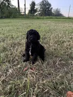 Bullseye , a male Goldendoodle and Poodle - Standard  for sale in Ambrose, GA – 6 of 10