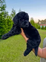 Buzz, a male Goldendoodle and Poodle - Standard  for sale in Ambrose, GA – 4 of 7