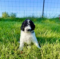 Woody, a male Goldendoodle and Poodle - Standard  for sale in Ambrose, GA – 7 of 8