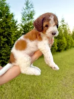 Bo Peep, a female Goldendoodle and Poodle - Standard  for sale in Ambrose, GA – 4 of 9