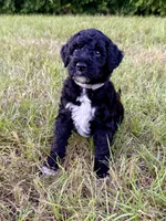 Slinky, a male Goldendoodle and Poodle - Standard  for sale in Ambrose, GA – 10 of 10