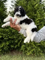Woody, a male Goldendoodle and Poodle - Standard  for sale in Ambrose, GA – 6 of 8