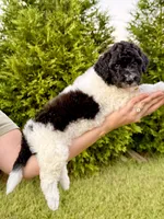 Blaze, a female Goldendoodle and Poodle - Standard  for sale in Ambrose, GA – 7 of 9
