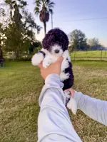 Bonnie, a female Goldendoodle and Poodle - Standard  for sale in Ambrose, GA – 5 of 9