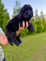 Buzz, a male Goldendoodle and Poodle - Standard  for sale in Ambrose, GA – 6 of 7