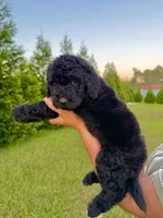Buzz, a male Goldendoodle and Poodle - Standard  for sale in Ambrose, GA – 5 of 7