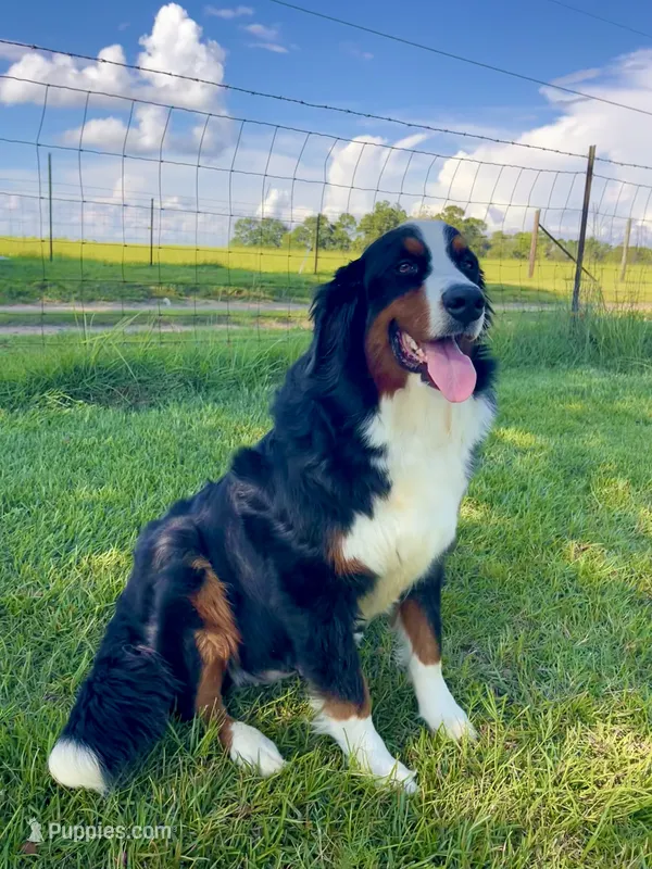 Nova  – Bernese Mountain Dog puppy for sale in Ambrose, GA