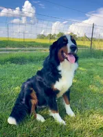 Nova , a female Bernese Mountain Dog for sale in Ambrose, GA – 1 of 2