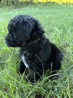 Bullseye , a male Goldendoodle and Poodle - Standard  for sale in Ambrose, GA – 3 of 10