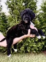 Slinky, a male Goldendoodle and Poodle - Standard  for sale in Ambrose, GA – 1 of 10