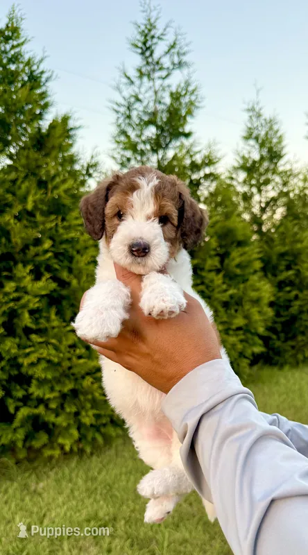 Bo Peep – Goldendoodle, Poodle - Standard  puppy for sale in Ambrose, GA