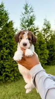 Bo Peep, a female Goldendoodle and Poodle - Standard  for sale in Ambrose, GA – 1 of 9
