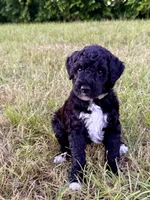 Slinky, a male Goldendoodle and Poodle - Standard  for sale in Ambrose, GA – 5 of 10