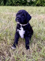 Slinky, a male Goldendoodle and Poodle - Standard  for sale in Ambrose, GA – 6 of 10