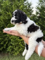 Woody, a male Goldendoodle and Poodle - Standard  for sale in Ambrose, GA – 4 of 8