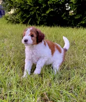 Bo Peep, a female Goldendoodle and Poodle - Standard  for sale in Ambrose, GA – 6 of 9