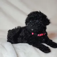 Pink, a female Poodle - Toy  for sale in Greenbrier, AR – 3 of 3