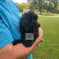 Orange, a male Poodle - Miniature  for sale in Greenbrier, AR – 2 of 6