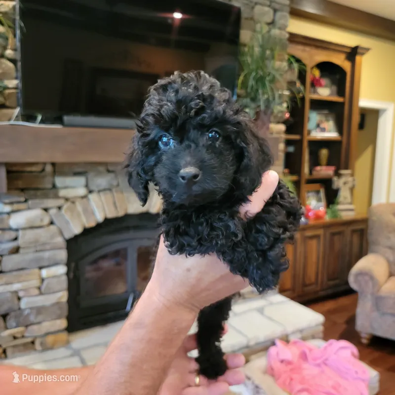 Orange – Poodle - Toy  puppy for sale in Greenbrier, AR