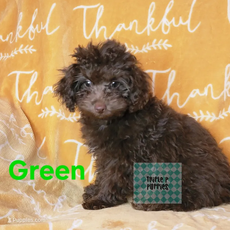 "Green" – Poodle - Toy  puppy for sale in Greenbrier, AR