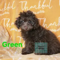 "Green", a male Poodle - Toy  for sale in Greenbrier, AR – 1 of 2