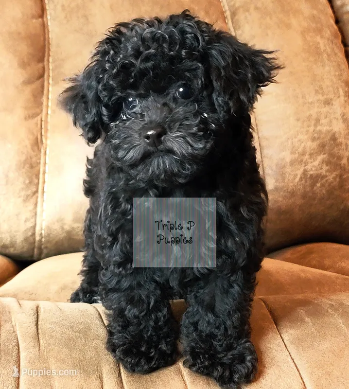 "Black" – Poodle - Toy  puppy for sale in Greenbrier, AR