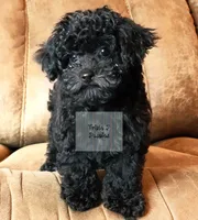 "Black", a male Poodle - Toy  for sale in Greenbrier, AR – 1 of 1