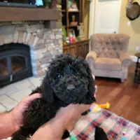 Red, a male Poodle - Toy  for sale in Greenbrier, AR – 2 of 4