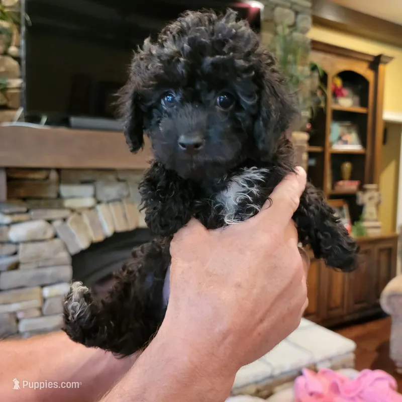Grey, a male Poodle - Toy  for sale in Greenbrier, AR – 1 of 3