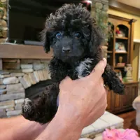 Grey, a male Poodle - Toy  for sale in Greenbrier, AR – 1 of 3