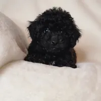 Grey, a male Poodle - Toy  for sale in Greenbrier, AR – 2 of 3