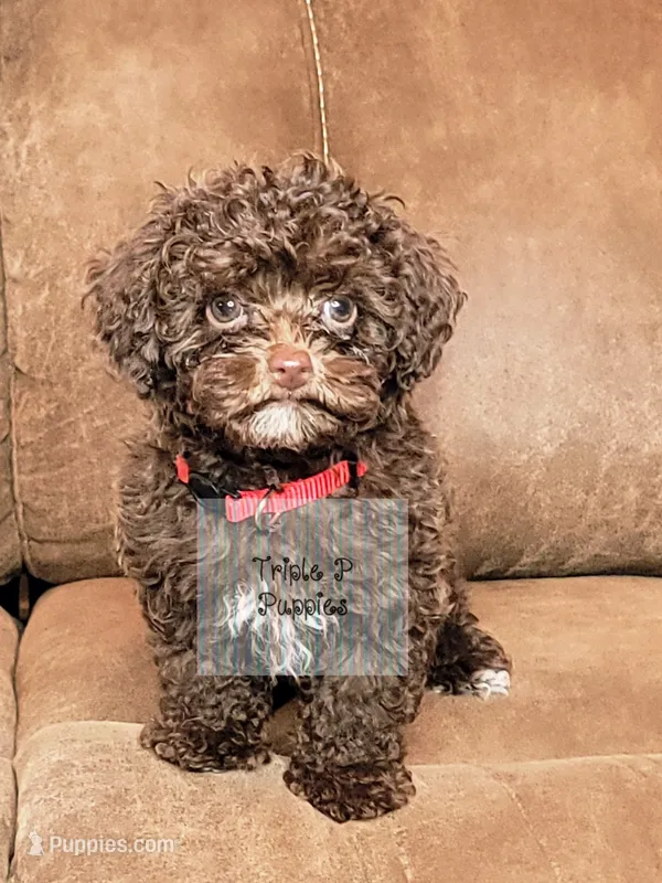 "Red" – Poodle - Toy  puppy for sale in Greenbrier, AR