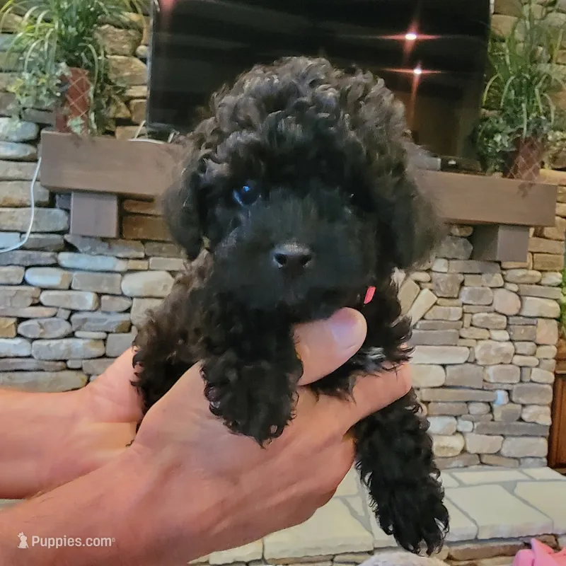 Pink – Poodle - Toy  puppy for sale in Greenbrier, AR
