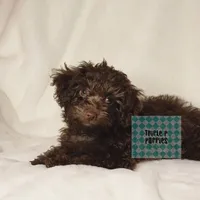 "Green", a male Poodle - Toy  for sale in Greenbrier, AR – 2 of 2