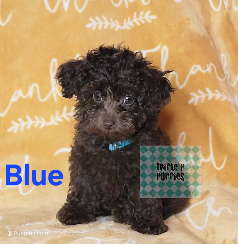 "Blue" – Poodle - Toy  puppy for sale in Greenbrier, AR